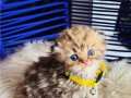 Scottish Fold Longhair golden Tabby 