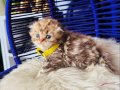 Scottish Fold Longhair golden Tabby 