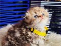 Scottish Fold Longhair golden Tabby 
