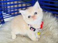 British shorthair krem 
