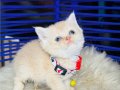 British shorthair krem 