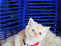 British shorthair krem 