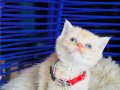 British shorthair krem 