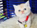 British shorthair krem 
