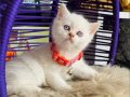British shorthair  Bluepoint 
