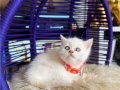 British shorthair Bluepoint 