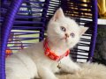 British shorthair Bluepoint 