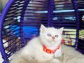 British shorthair Bluepoint 
