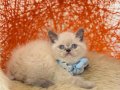British shorthair Bluepoint 