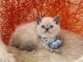 British shorthair Bluepoint 
