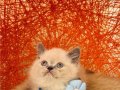 British shorthair Bluepoint 
