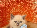 British shorthair Bluepoint 