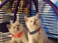 Safkan British Shorthair Yavrular 