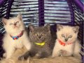 Safkan British Shorthair Yavrular 