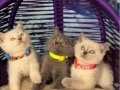 Safkan British Shorthair Yavrular 
