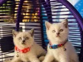 Safkan British Shorthair Yavrular 