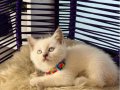 Safkan British Shorthair Yavrular 