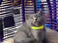 Safkan British Shorthair Yavrular 