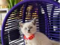 Safkan British Shorthair Yavrular 
