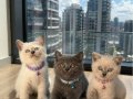 Safkan British Shorthair Bebekler 