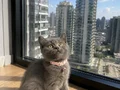 Safkan British Shorthair Bebekler 