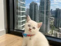 Safkan British Shorthair Bebekler 