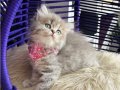 British Longhair Blue golden 