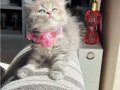 British Longhair Blue golden 