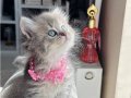 British Longhair Blue golden 