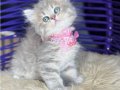 British Longhair Blue golden 