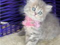 British Longhair Blue golden 