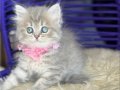 British Longhair Blue golden 