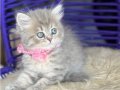 British Longhair Blue golden 