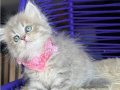 British Longhair Blue golden 