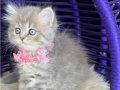 British Longhair Blue golden 