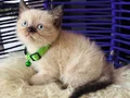 British Shorthair Chocolate Point Yavrular 