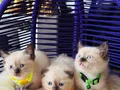 British Shorthair Chocolate Point Yavrular 