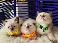 British Shorthair Chocolate Point Yavrular 