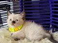 British Shorthair Chocolate Point Yavrular 