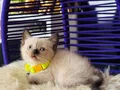 British Shorthair Chocolate Point Yavrular 