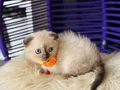 Scottish Fold Chocolate Point 