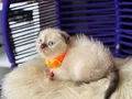 Scottish Fold Chocolate Point 