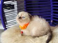 Scottish Fold Chocolate Point 