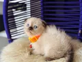 Scottish Fold Chocolate Point 