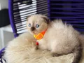 Scottish Fold Chocolate Point 