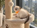 Scottish Fold Chocolate Point Yavru