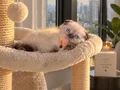 Scottish Fold Chocolate Point Yavru
