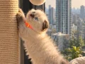 Scottish Fold Chocolate Point Yavru