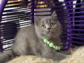 Safkan british Shorthair top kafa yavru