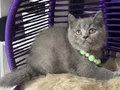 Safkan british Shorthair top kafa yavru